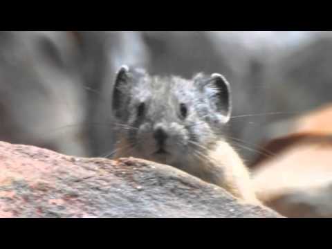 Yosemite Pika Thank You and Happy Holidays from NWF California!