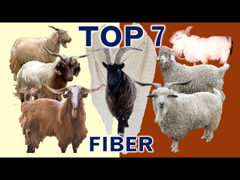 Top 7 Most Profitable Fiber Goat Breeds in Terms of Sales Revenue per Goat.
