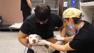 First Coast No More Homeless Pets Lifesaving Programs