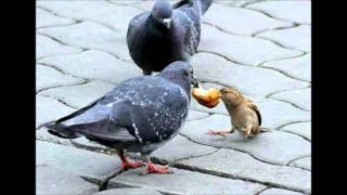 Wolfgang Press- Birdie Song.. Dreams