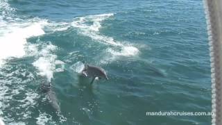 Mandurah Cruises Dolphin Spectacular