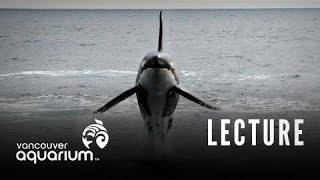 Introduction To Marine Life Course: Whales, Dolphins & Porpoises