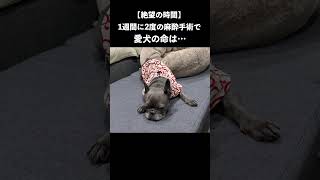 【絶望】愛犬が1週間で2度の麻酔手術で命はどうなる…