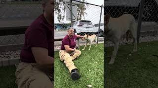 Video preview image #1 Carolina Dog Puppy For Sale in Pasadena, CA, USA