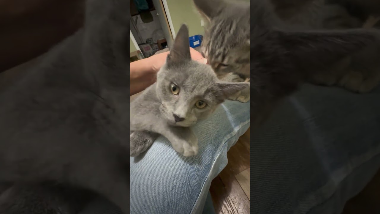 Melvin - adorable litttle loverboy, a ADOPTABLE Domestic Short Hair in Neenah, WI video 6/6