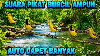 Download lagu Auto dapet banyak‼️ Suara burcil ribut ampuh pikat sogon liar mp3