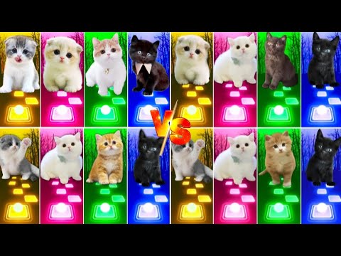 📹 ALL CUTE CATS PT.5 - IMAGINE DRAGONS ENEMY - JISOO FLOWER   SHAKIRA WAKA WAKA - LISA MONEY