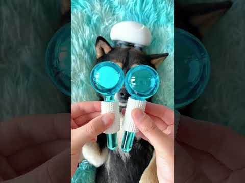 Treat your dog an ultimate full-body massage package! 💪😊 #dog #petcare #petlife #satisfying