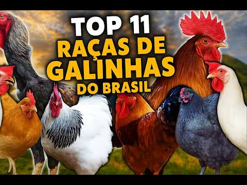 As melhores RAÇAS de GALINHAS para criar  no BRASIL!