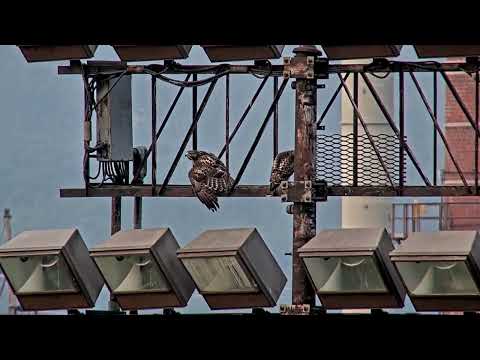 Red-tailed Hawk Fledgling Secures Prey Drop, Sibling Slips From Perch – July 18, 2023