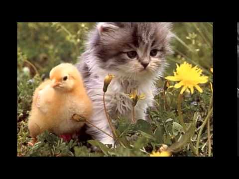 Nicolai - No Reino da Natureza - Santo Daime - Ayahuaska