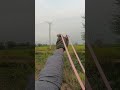 Slingshot Hunting Wild Birds Slinghshothunting Taseerhuntingofficial Hunting Birdshunting