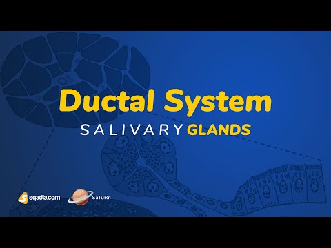 Salivary Glands | Ductal System
