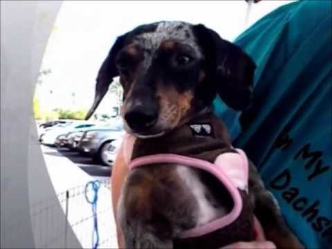 Gidget - IVDD, an adopted Dachshund in Las Vegas, NV_image-1