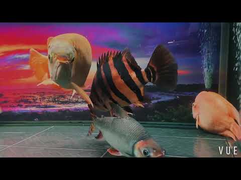 印尼虎魚