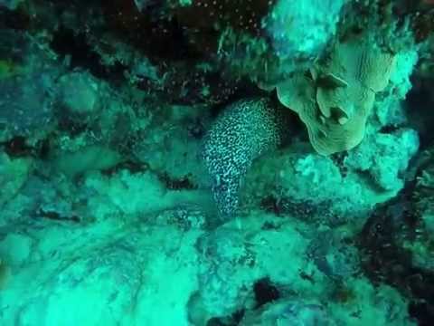 scuba diving spotted eel aruba