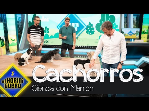 El primer encuentro entre cachorros de perros y gatos - El Hormiguero