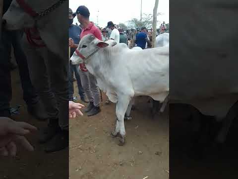 tradicional feira de gado de tabira pe