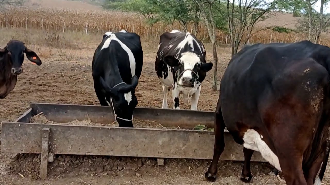 VENDA DE NOVILHAS GIROLANDAS COM MÉDIA DE MAIS DE 30 LITROS