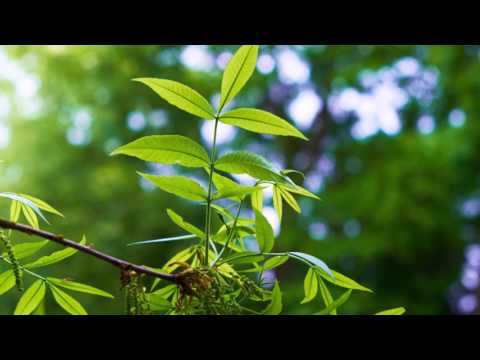 Bloch: Andante Religioso