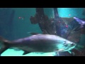 Shark Reef At Mandalay Bay Las Vegas