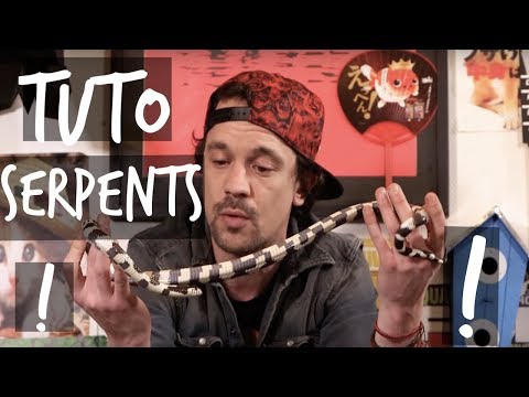 MY FIRST SNAKE TUTORIAL - TOOPET