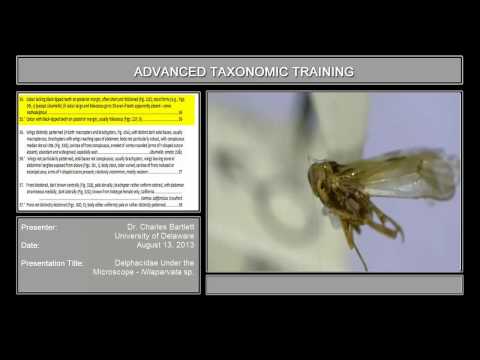 Delphacidae under the microscope - <em>Nilaparvata</em> sp.