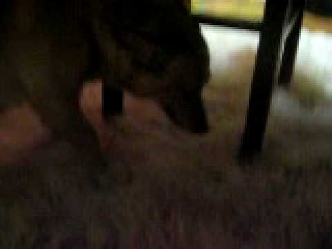 Lucky-ZVAKA...buble gum.