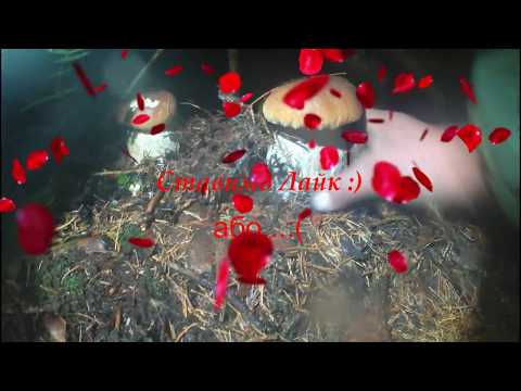 Білих Грибів 19 кг за 3 години всі по гриби,Белых Грибов 19 кг за 3 часа все по грибы