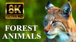 8K ULTRA HD ANIMALS VIDEO | FOREST ANIMALS NAME AND SOUNDS FULL DETAILS VIDEO