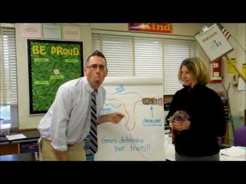 The Yarn Model of DNA (start)