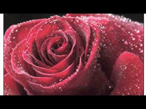 Hörbuch_Die Rose von Arabien_Kurze Einleitung