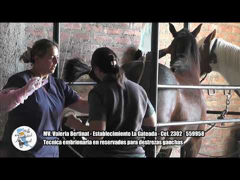 MV. Valeria Bertinat La Gateada Int. Alvear. La Pampa. Tec. Embrionaria en caballos para jineteadas 