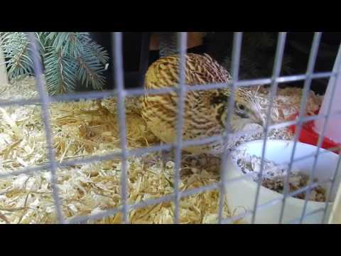 Wachtelfarm #58 - Naturbrut gescheitert :-(