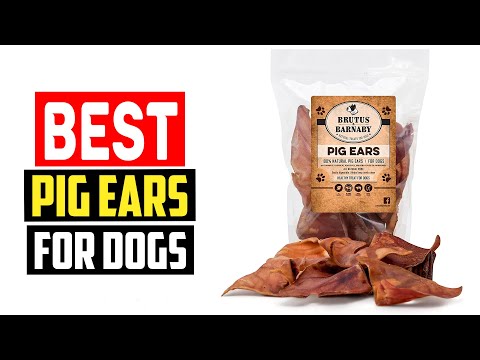 ✅Top 5 Best Pig Ears For Dogs in 2025