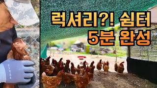 닭장 더위 해결! 폐차광막으로 5분 만에 만든 럭셔리 닭 쉼터 과연 잘만든걸까?