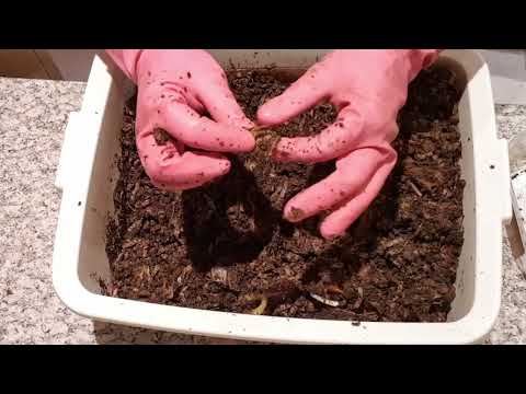 54-day old ENC bin that started from my II cocoon nursery bin