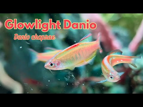 Ultimate care guide for Glowlight danios : Everything you need to know about danio choprae