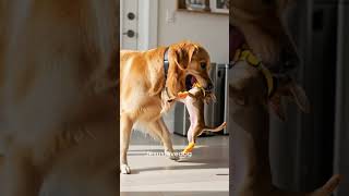 When You’ve Finally Had Enough #FunnyDogs #GoldenRetriever