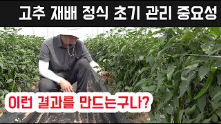 고추 재배 정식 후 초기 관리가 정말 중요합니다