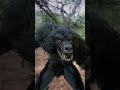 WereWolf Seen In DayLight Attack By Werewolf P2 Shorts Wolf Werewolf Werewolfx Werewolfs