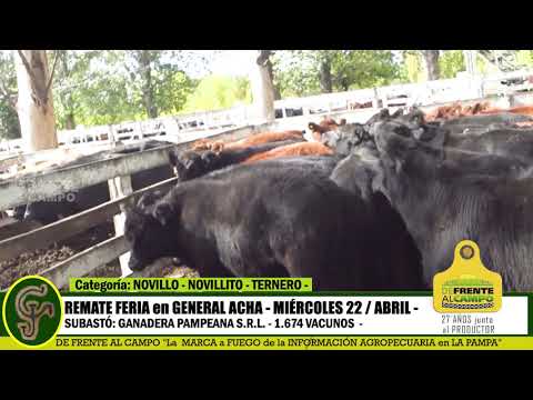 DE FRENTE AL CAMPO junto al SECTOR PRODUCTIVO - REMATE GANADERA PAMPEANA SRL - PARTE 1-