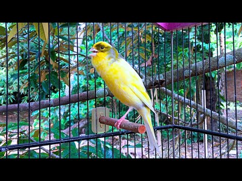 First Canary Singing After Molting - Canary 's Training Song