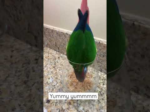 Parrot loves eating wheat grass seeds and sprouts