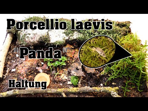 Porcellio laevis "Panda" Care - My Little Pandas