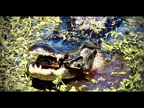 野蛮なワニが強力な噛みつきで亀の甲羅を砕く ASMR