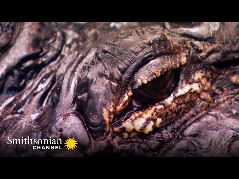 Plane Crashes into Alligator Nesting Grounds in the Florida Everglades🐊 Air Disasters | Smithsonian