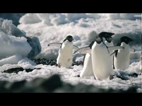 The REAL Deep South Has Penguins!