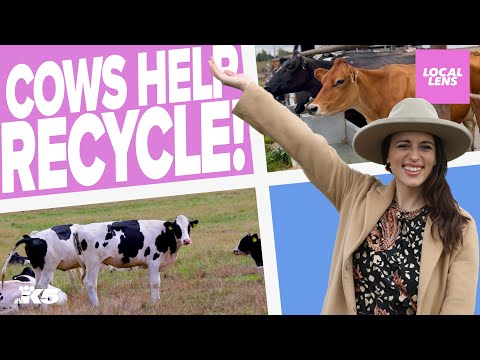 Learning about sustainability on a dairy farm Local Lens Seattle