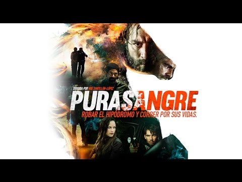 Trailer de Purasangre